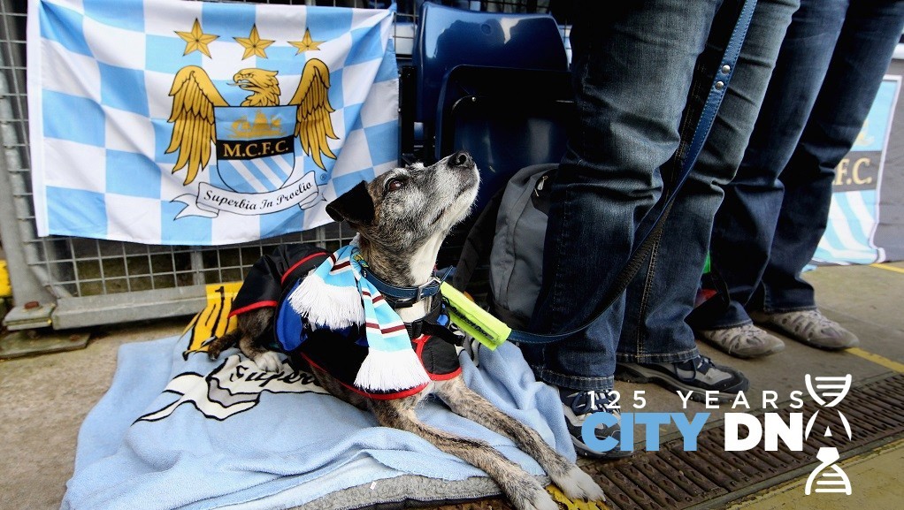 man city dog jersey