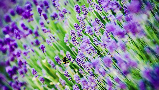SPECIAL GUEST: A bee makes itself at home at the colourful CFA.