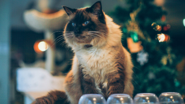 What the Cat Cafe dragged in Jess Park and Laura Coombs What the Cat Cafe dragged in Jess Park and Laura Coombs